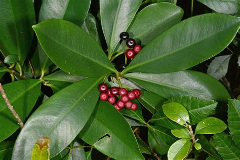 ardisia elliptica